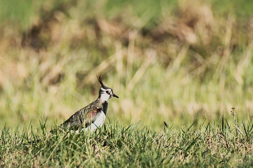 Czajka Vanellus vanellus