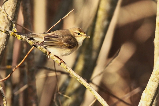 Piecuszek Phylloscopus trochilus