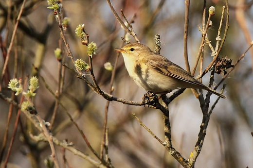 Piecuszek Phylloscopus trochilus