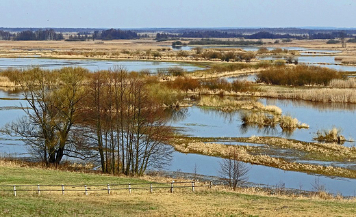 Biebrza wiosną, 2