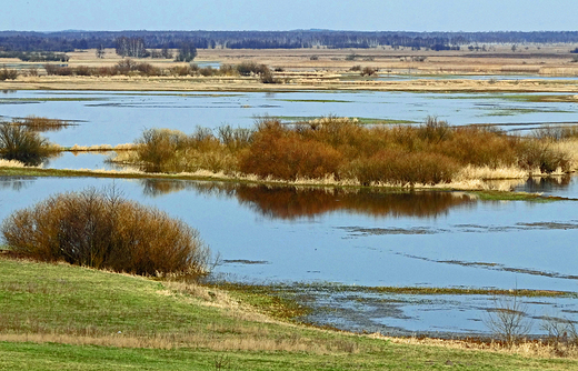 Biebrza wiosną, 4