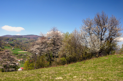 Beskid lski. Wiosna w okolicach Soszowa.