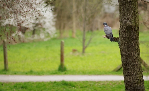 Park Ksit Pomorskich.