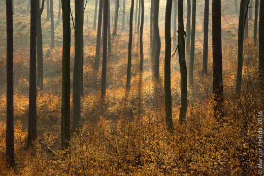 Trjmiejski Park Krajobrazowy - kwiecie 2016