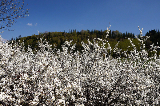 Beskid lski. Wiosna w okolicach Soszowa.