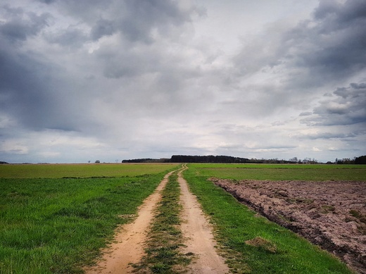 Krajobraz typowo podlaski. Okolice wsi Wojszki. Dolina Narwi