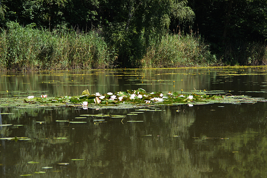 Moszna - Staw wodny w Popowickim lesie