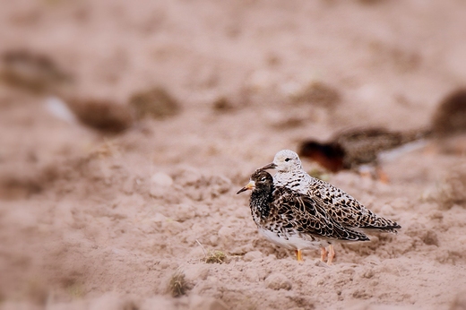 Bataliony Calidris pugnax