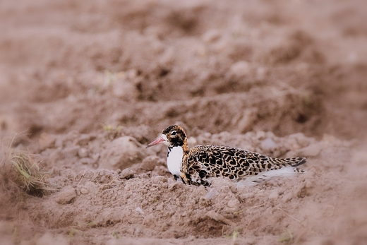 Bataliony Calidris pugnax