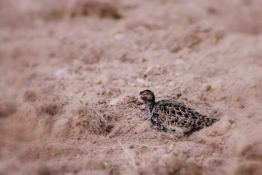 Bataliony Calidris pugnax