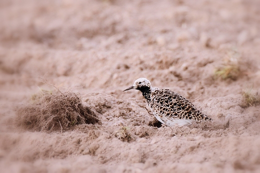 Bataliony Calidris pugnax