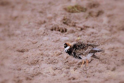 Bataliony Calidris pugnax