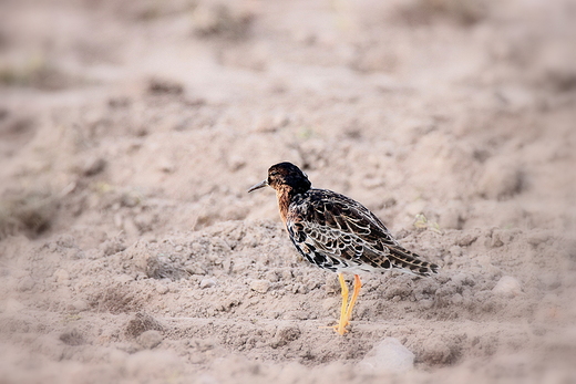 Bataliony Calidris pugnax