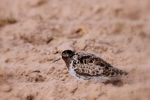 Bataliony Calidris pugnax