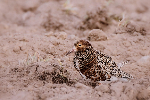 Bataliony Calidris pugnax