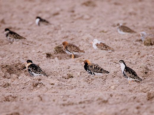 Bataliony Calidris pugnax