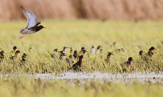 Bataliony Calidris pugnax