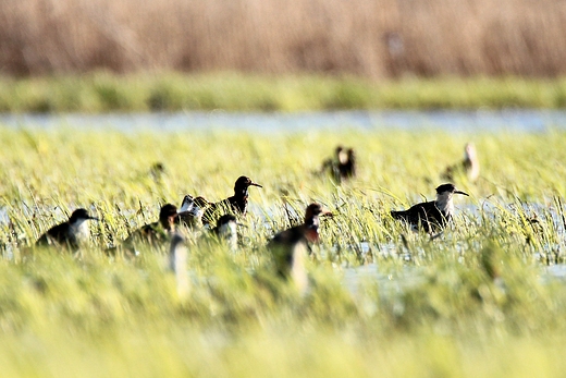 Bataliony Calidris pugnax