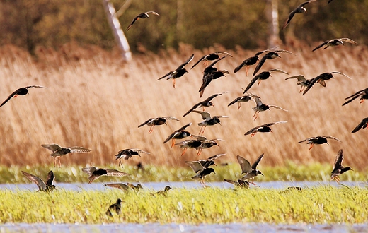 Bataliony Calidris pugnax