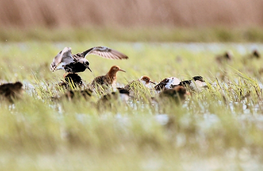 Bataliony Calidris pugnax