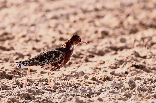 Bataliony Calidris pugnax