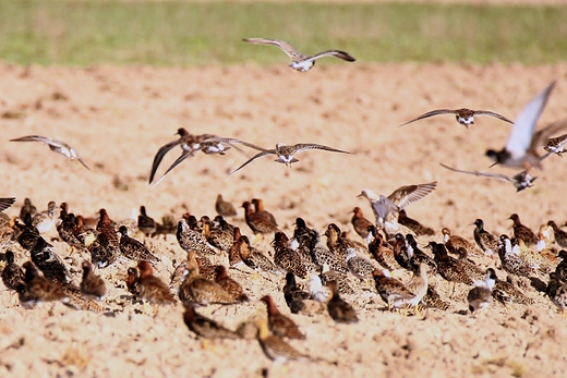 Bataliony Calidris pugnax