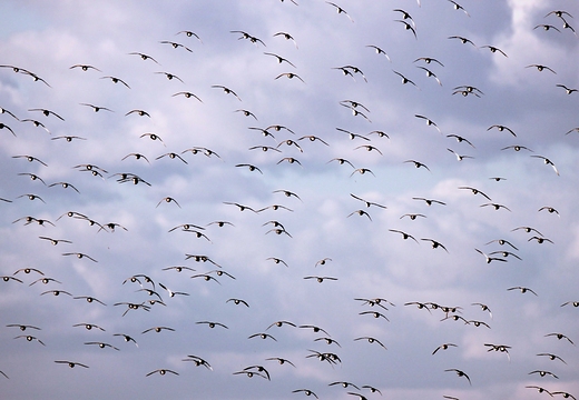 Bataliony Calidris pugnax