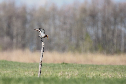 RycykLimosa limosa