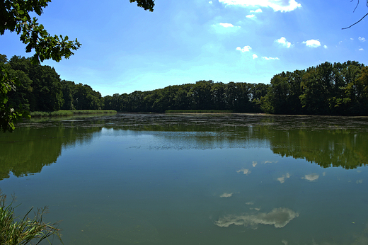 Moszna - jezioro w parku