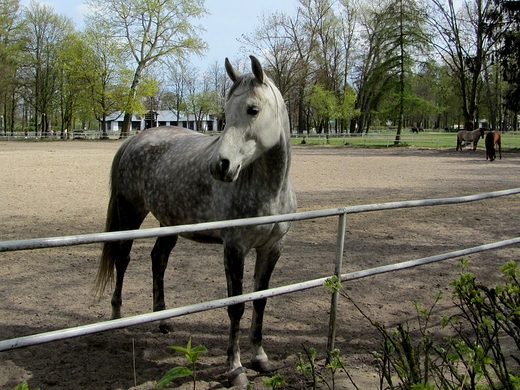 Stadnina koni