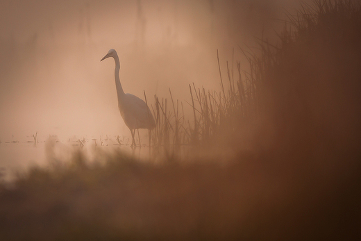 Czapla biaa Egretta alba