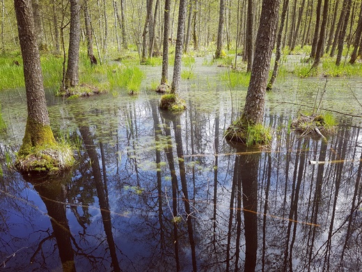 Kolory Puszczy Biaowieskiej. Kozowa Tryba