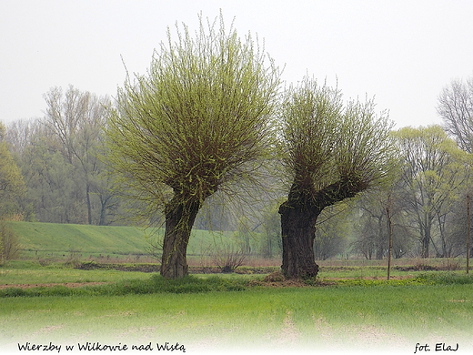 Wierzby w Wilkowie nad Wis