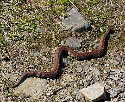 Beskid lski. Wiosenne spotkanie.