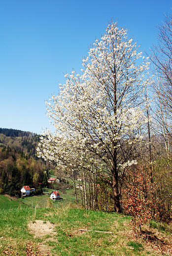 Wiosna w pobliu Wisy-Jawornika.