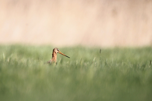 RycykLimosa limosa