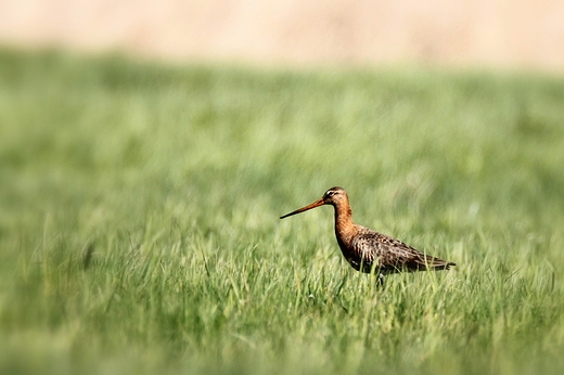 RycykLimosa limosa