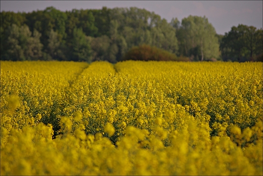 maj 2016