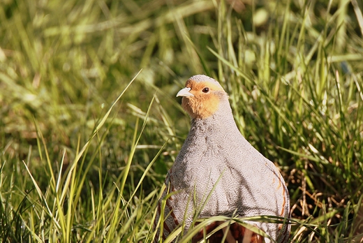 Kuropatwa Perdix perdix