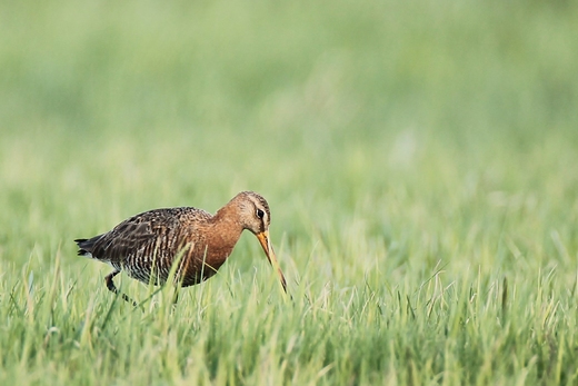 Rycyk Limosa limosa