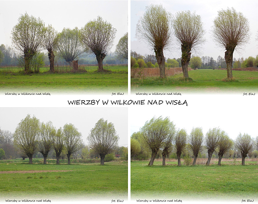 Wierzby w Wilkowie nad Wis