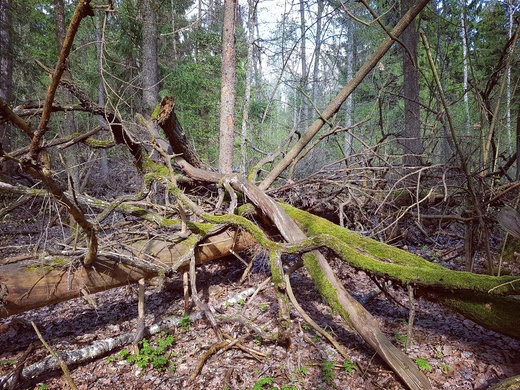 Spltanych konarw gstwina. Puszcza Biaowieska