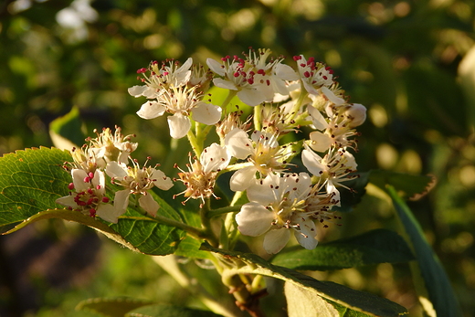 Aronia zakwita