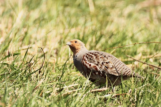 Kuropatwa Perdix perdix