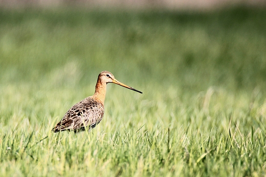 RycykLimosa limosa