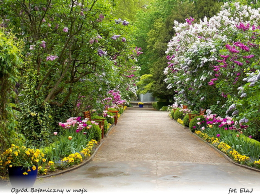 Warszawa. Ogrd Botaniczny w maju