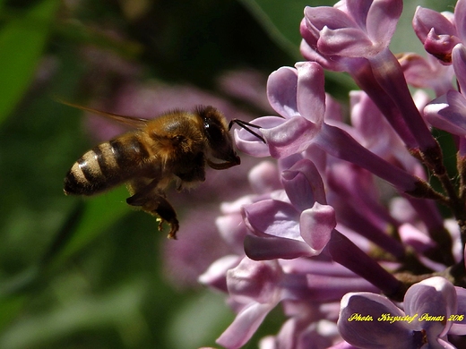 Pszczoła i lilak