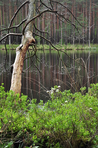 Wigierskie widoki