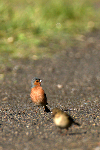 Ziba  Fringilla coelebs