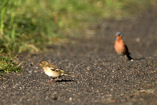 Ziba zwyczajna Fringilla coelebs